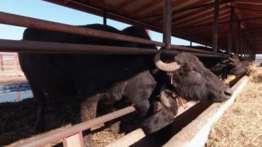 Saman yiyen Bufalolar