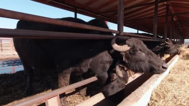 Buffaloes Eating Hay — Vídeos de Stock