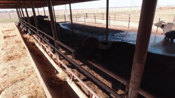 Buffaloes Are Feeding On The Farm — Vídeos de Stock