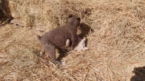 Puppies Play In The Hay Slow Motion — Stok Video