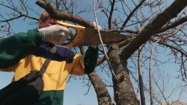 Ο άνθρωπος πριονίζει ένα κλαδί δέντρου — Αρχείο Βίντεο