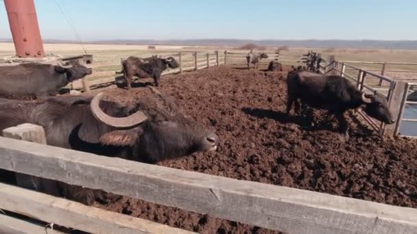 Buffaloes en un puesto de granja de cámara lenta — Vídeo de stock