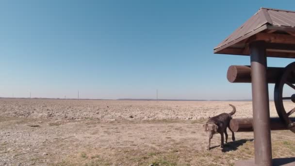 Dog And Rural Field Slow Motion — Vídeo de Stock