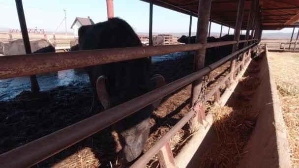 Buffalo na farmie powolny ruch — Wideo stockowe