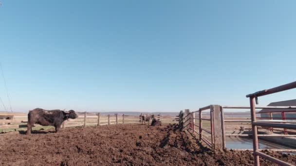 Ταύροι σε αργή κίνηση λάσπη — Αρχείο Βίντεο