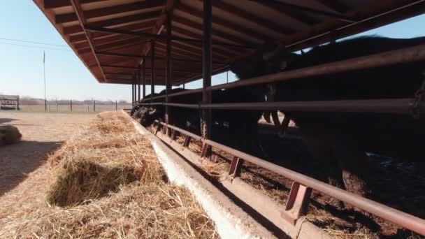 Landwirtschaft mit Büffeln in Zeitlupe — Stockvideo