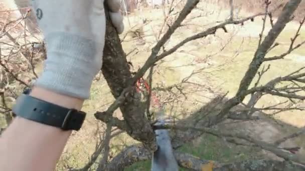 用锯切慢动作切割树枝的人 — 图库视频影像