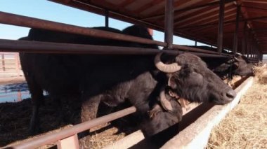Bufalolar Yavaş Saman Yiyor