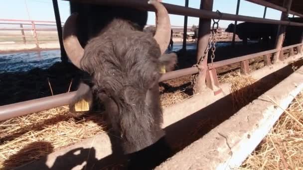 Feno comedor de búfalo — Vídeo de Stock