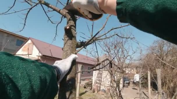 Man Cutting Pohon Cabang Lambat Gerak — Stok Video