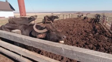 Çiftlik Bufalosu Çiğniyor