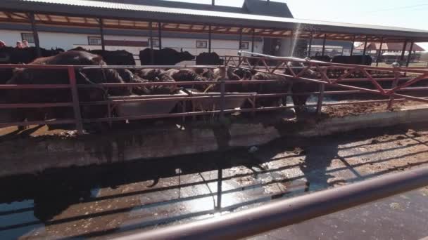 Farm Bulls Drink Water — стоковое видео