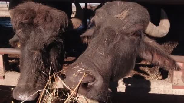 Alimentar con la mano al toro — Vídeo de stock