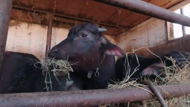 Young Bulls Eat — Stockvideo