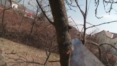 Testere Ağacı Kesiyor