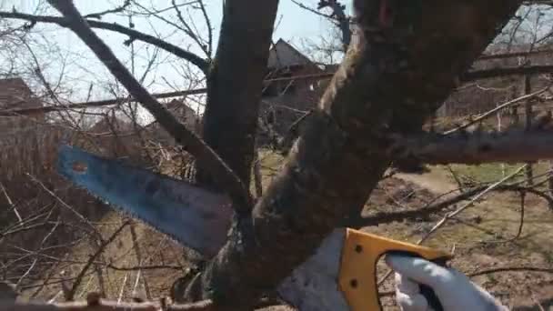 A Man Saws A Branch — стоковое видео