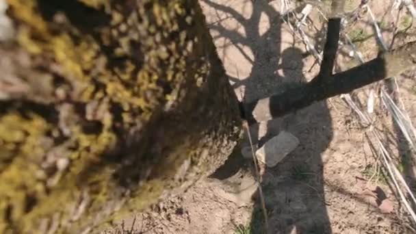 Hombre aserrando una rama — Vídeos de Stock