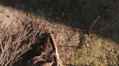 Bir Ağacı Yavaş Kesmek