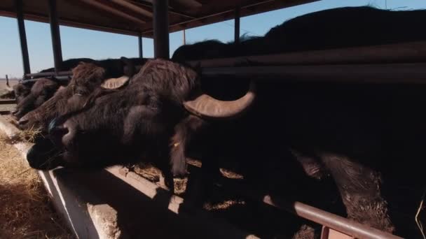 Buffaloes On The Farm Eating Hay Slow Motion — Stockvideo
