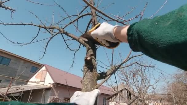 A Man Cuts A Tree Branch Slow Motion — Stok Video