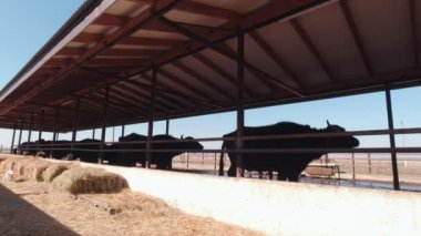 Bufalo ve Yavru Köpek Yavaş Hareket