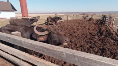 Bizonların Yavaş Çiğnemesi