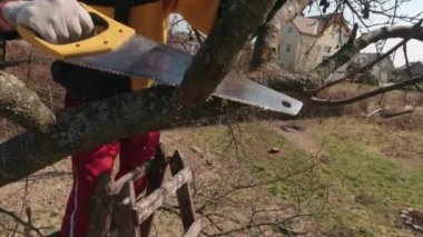 A Man Cuts Off A Tree Branch Slow Motion
