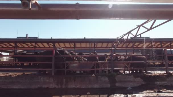 A Herd Of Cattle Drinks Water — Stockvideo