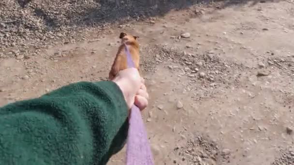 Walking With The Dog POV — Stockvideo