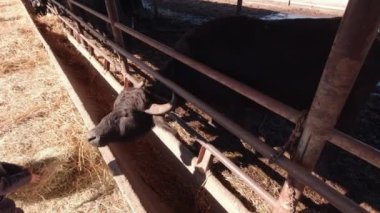 Çocuk bir bufaloyu besliyor.