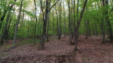 Keçiler Ormanda Otlanıyor