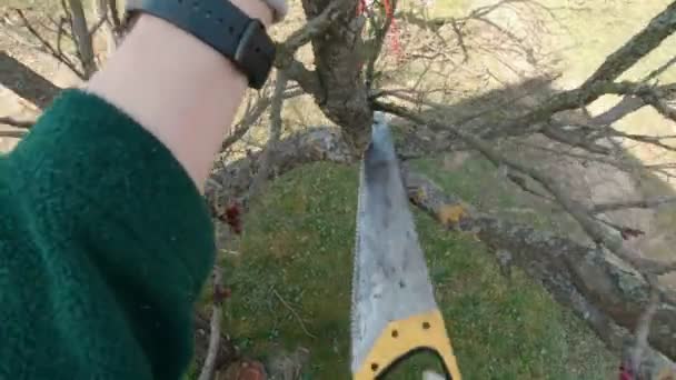 Vu une branche avec une scie — Video