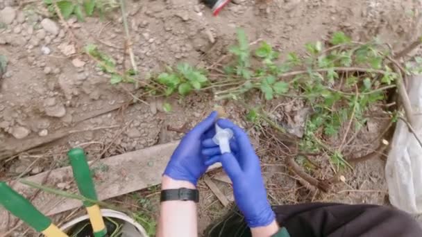 Inyecciones de plantas en el jardín en cámara lenta — Vídeos de Stock