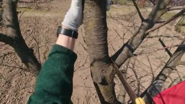 Отпиливание ветки дерева — стоковое видео