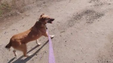 Köpek tasma yürüyen