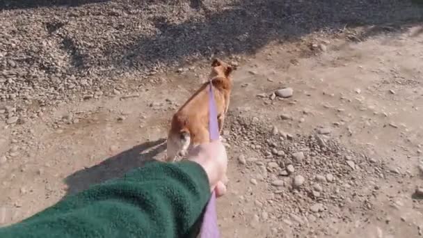 Caminhando com o cão POV câmera lenta — Vídeo de Stock