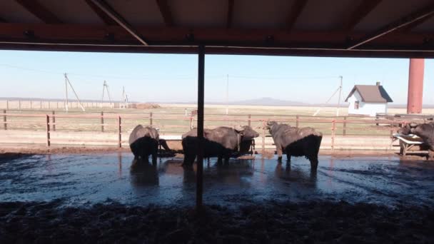 Manada de búfalos en la granja — Vídeos de Stock