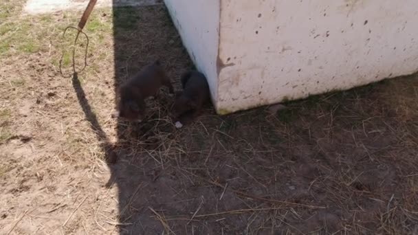 Dos cachorros están jugando en la granja de cámara lenta — Vídeo de stock