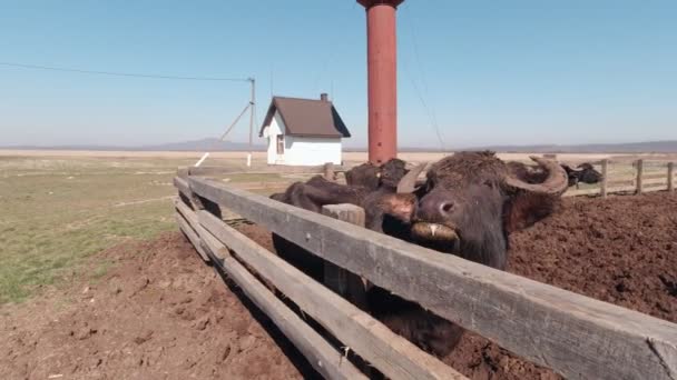 Buffalo mastigar na fazenda — Vídeo de Stock