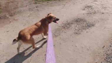 Tasmalı Yavaş Yürüyen Köpek