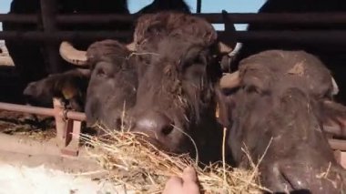 Sığırları Yavaş Hareket ile Besle