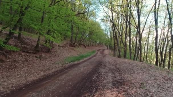 Dirt Road In The Forest Slow Motion — Stok Video