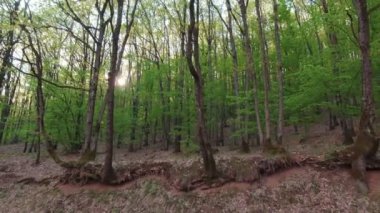 Ağaçların arkasında güneş