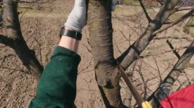 Bir Ağaç Dalını Testereyle Kesmek