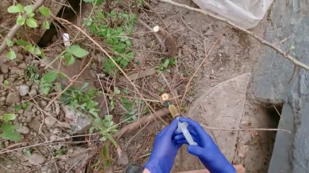 Пересадка растений в саду — стоковое видео