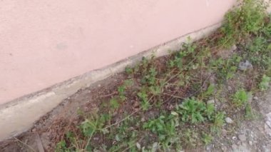 Ot Temizleme Açık Hava Yavaş Hareket