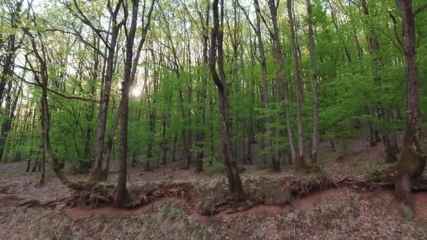 Sol Bakom Träden Slow Motion Natur — Stockvideo