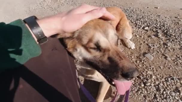 Hand Petting Hund Man Synvinkel — Stockvideo