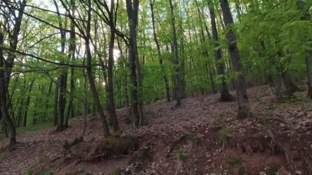 Άγρια Κατσίκες Στο Δάσος Αργή Κίνηση Χειρός Κίνηση — Αρχείο Βίντεο