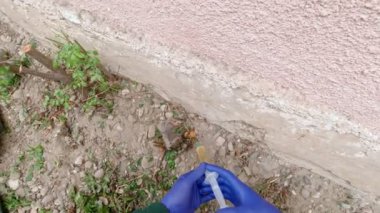 Bir şırınga ile yabani otları öldürmek